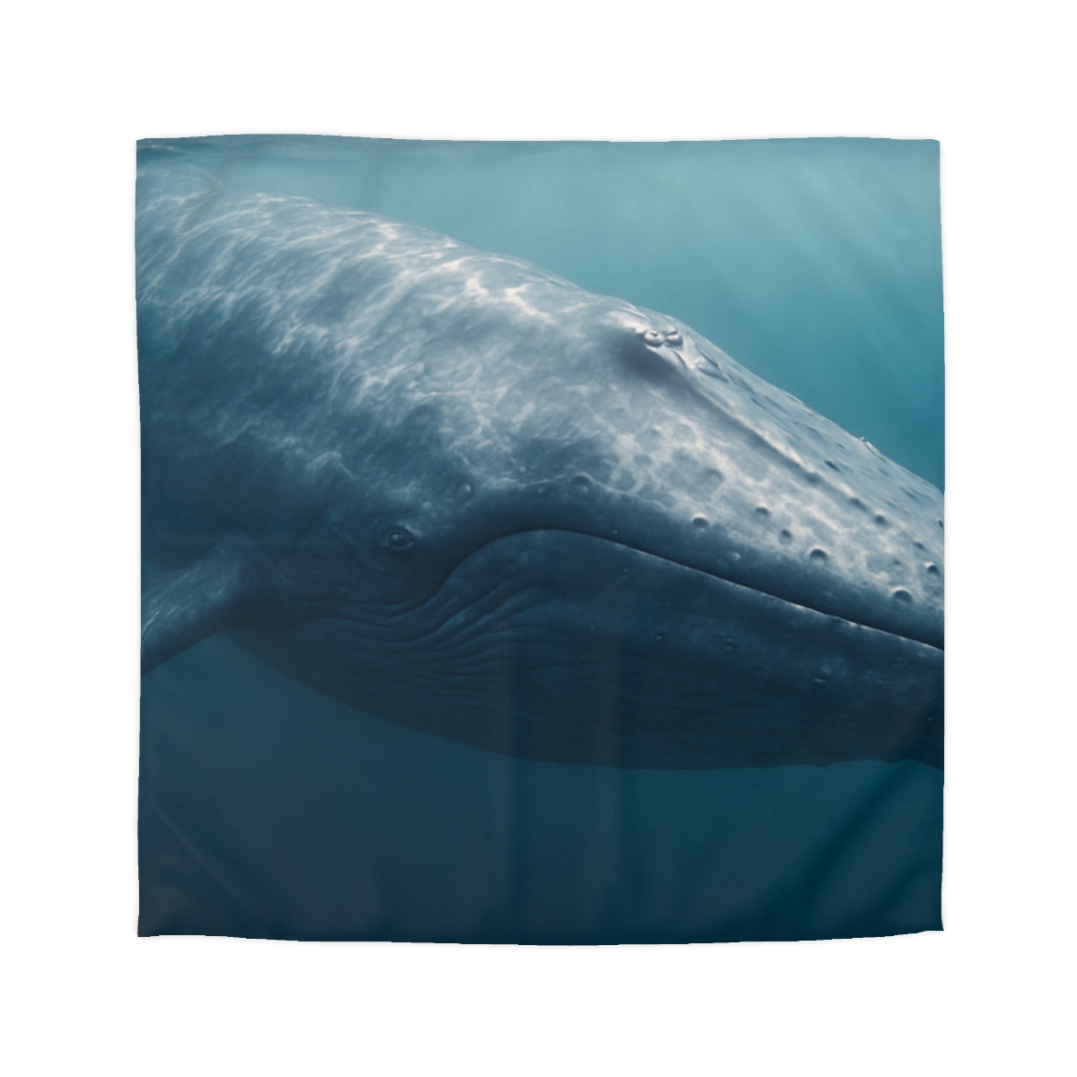 Ocean Song Blue Whale warm winter duvets