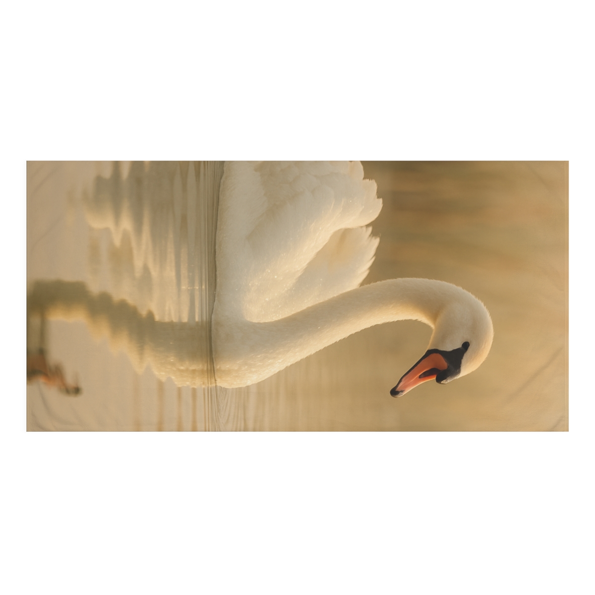 River Grace Swan stylish beach towels
