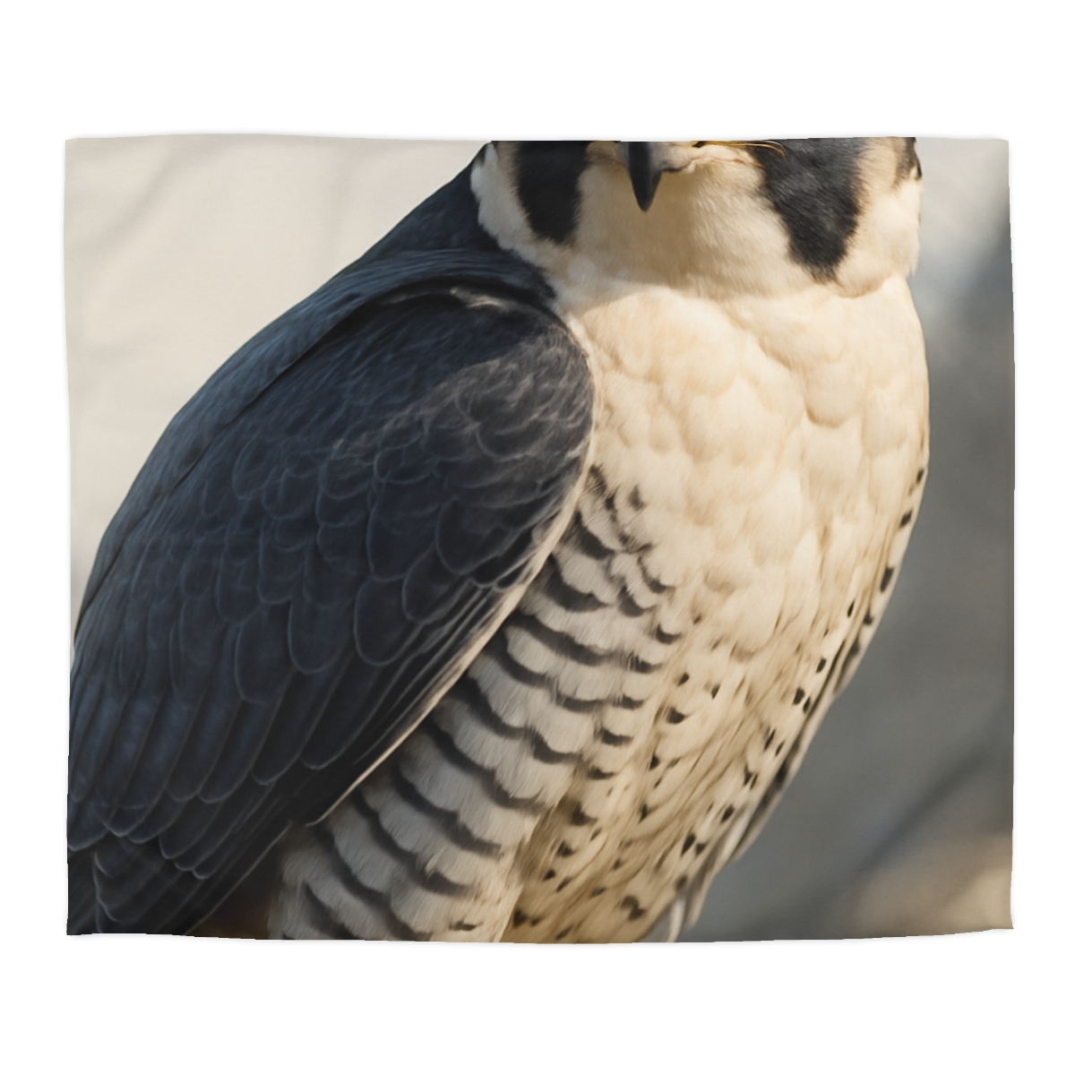 Velocity Gaze Peregrine Falcon duvets for gifts