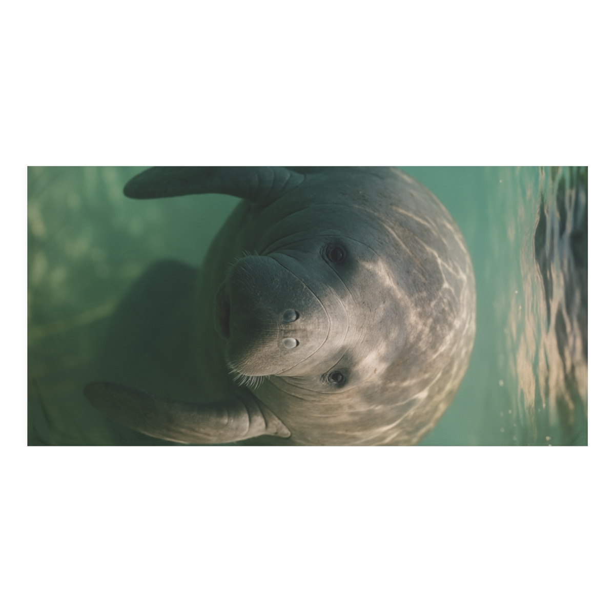 Glasswater Drift Manatee stylish beach towels