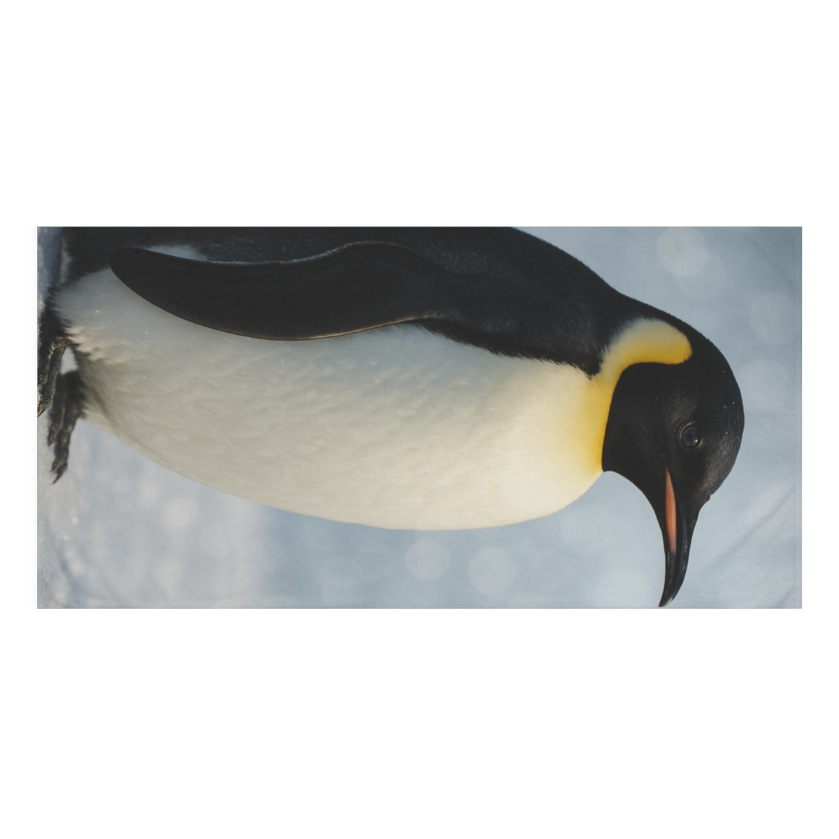 Aurora Drift Emperor Penguin personalized bath towels