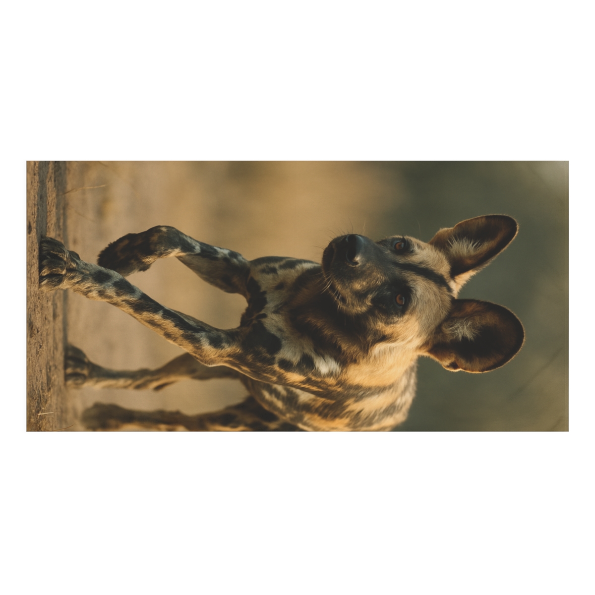 Dawn Run African Wild Dog custom towels