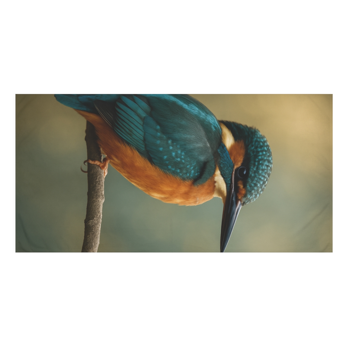 Aurora Gaze Kingfisher custom towels