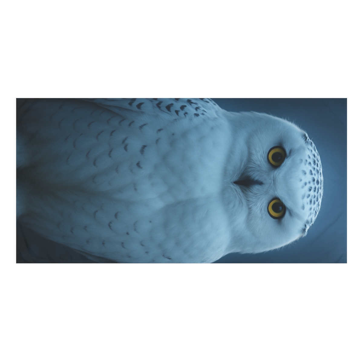 Midnight Watch Snowy Owl trendy hand towels