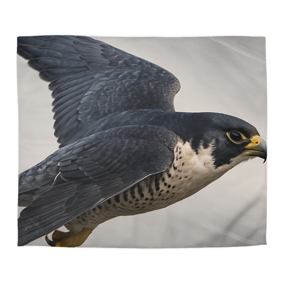 Stormglide Peregrine Falcon unique patterned duvets