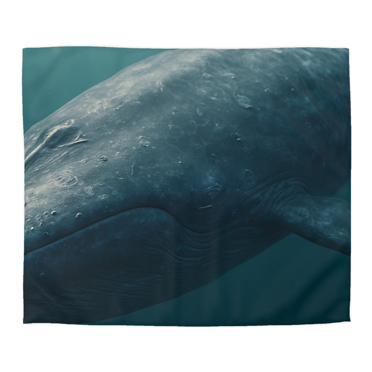 Ocean Song Blue Whale unique patterned duvets