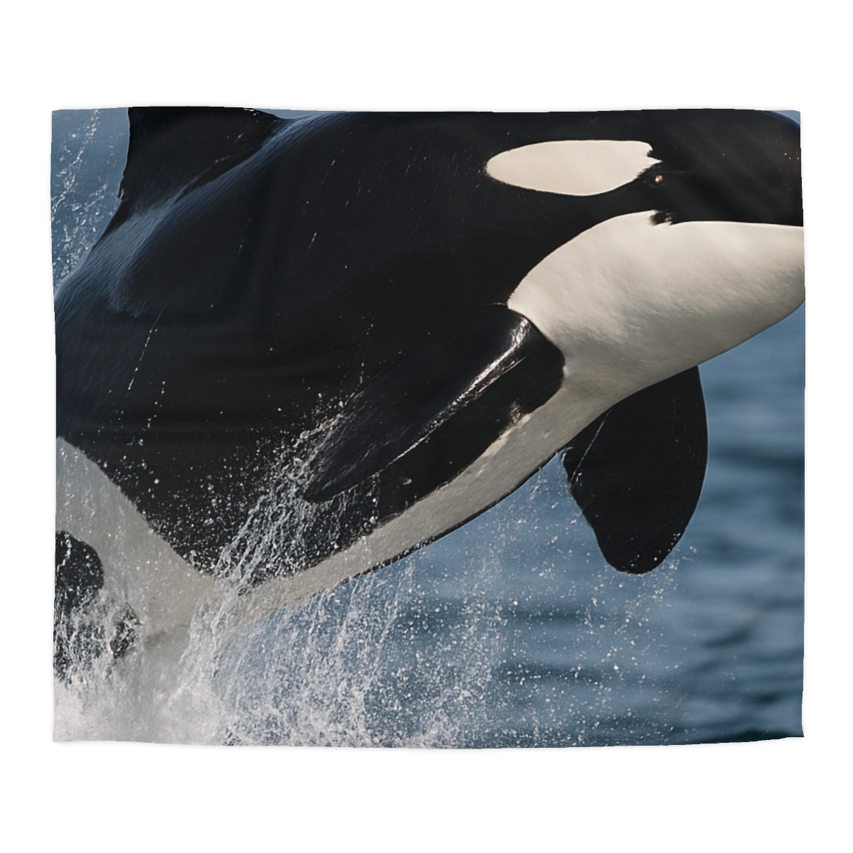 Tidal Monarch Orca duvets for gifts