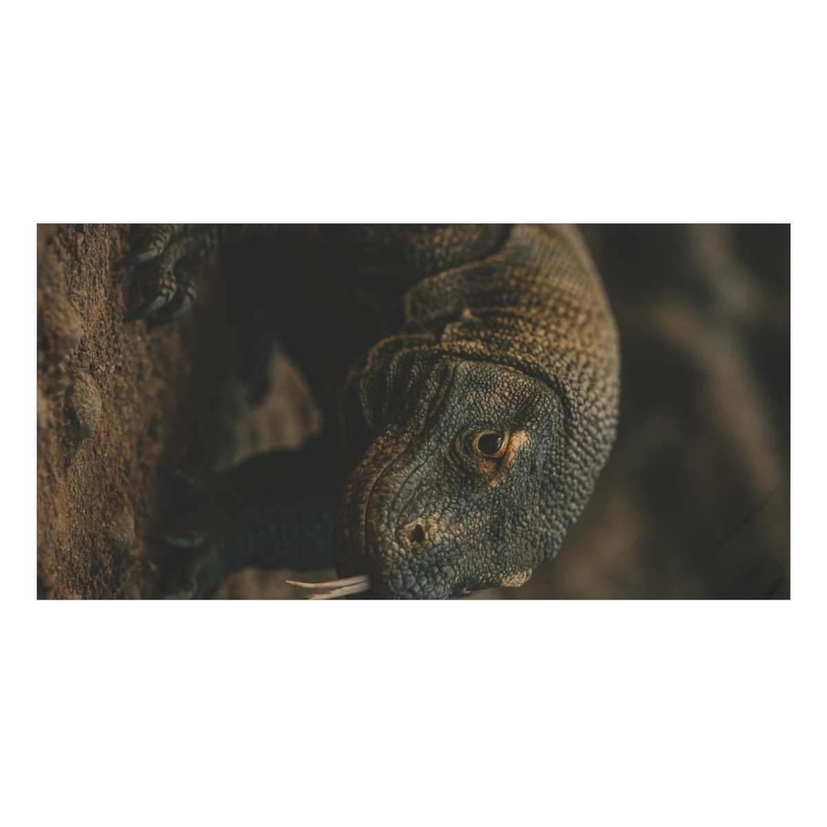 Ancient Sentinel Komodo Dragon decorative home towels