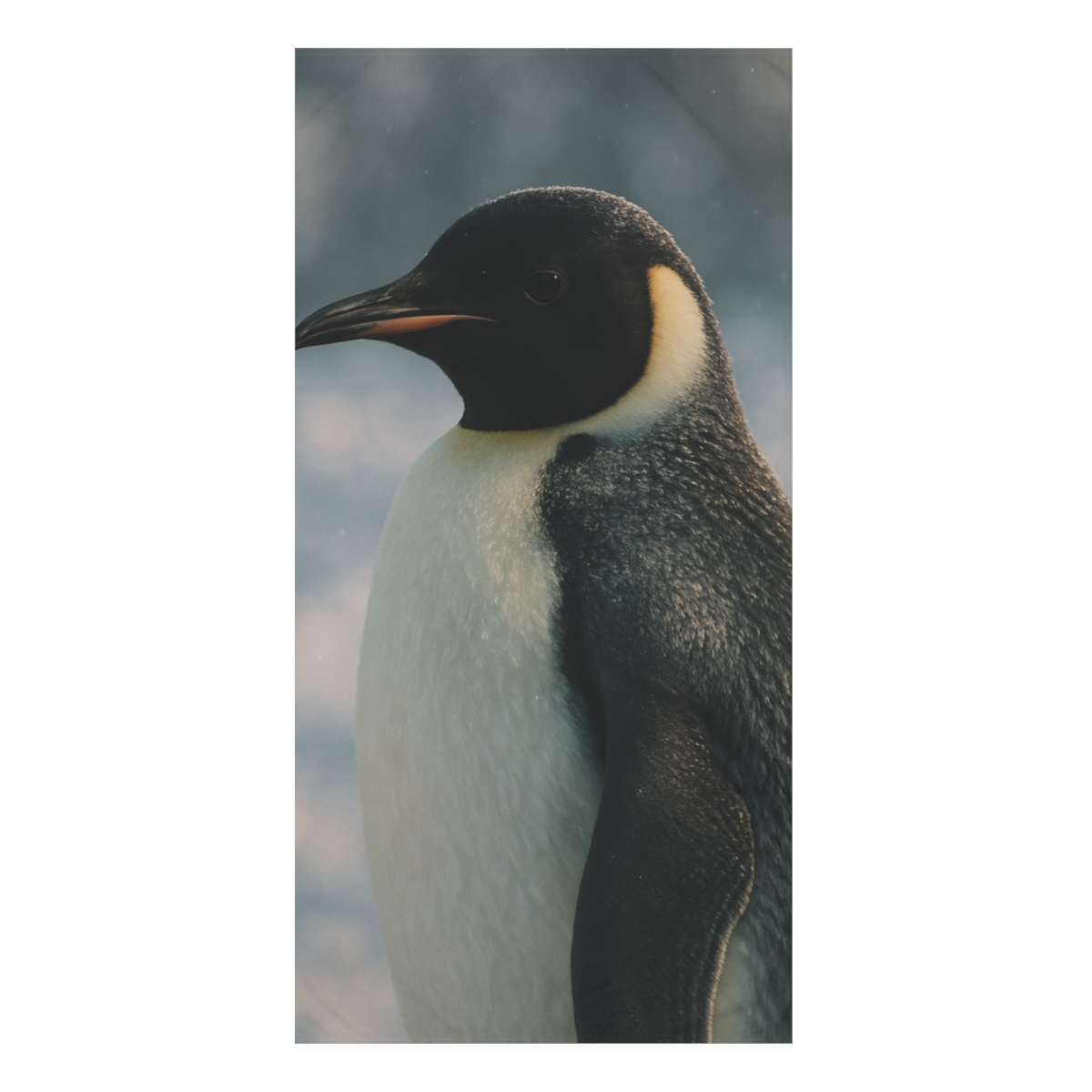 Aurora Drift Emperor Penguin personalized bath towels