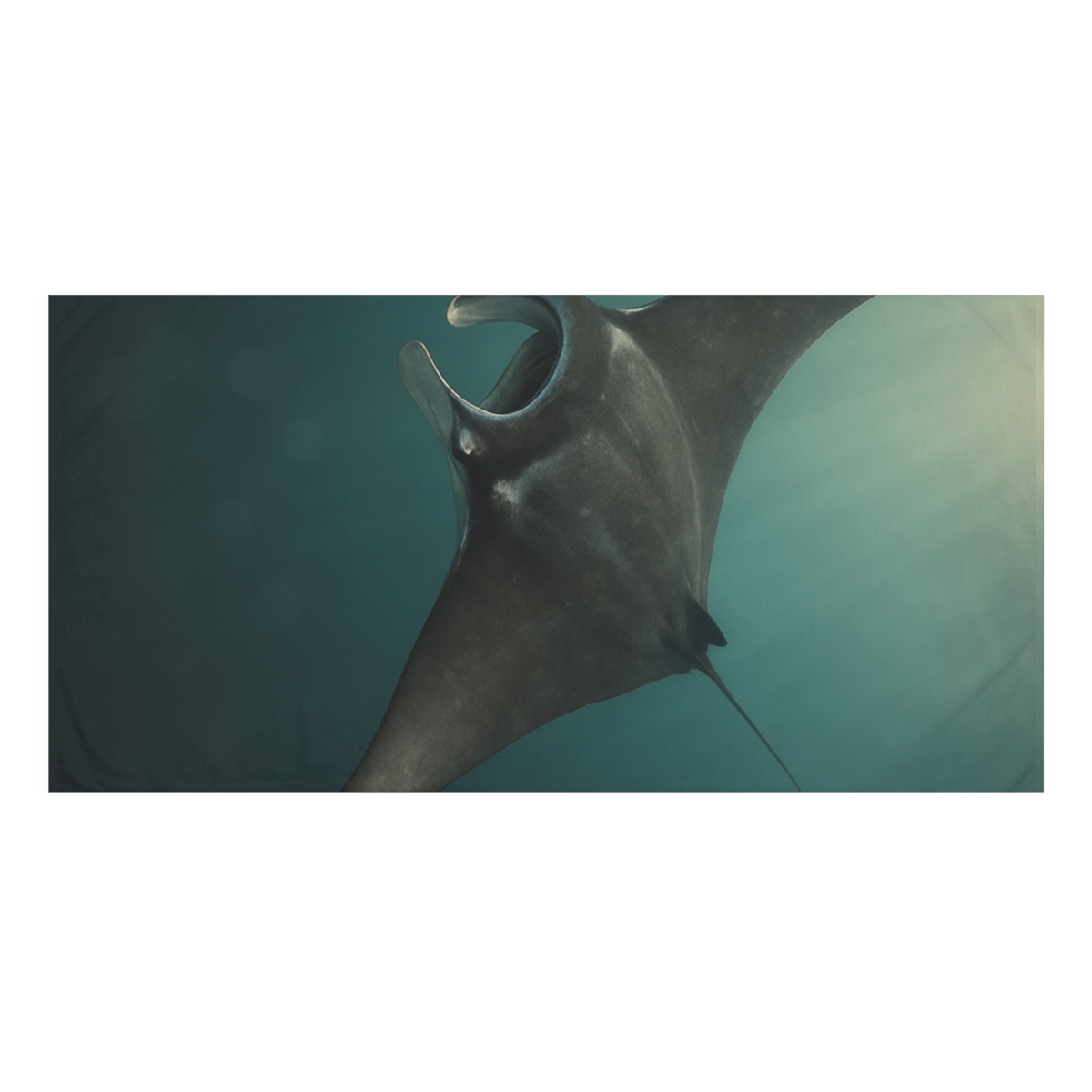 Aurora Drift Giant Manta Ray decorative home towelscustom towels