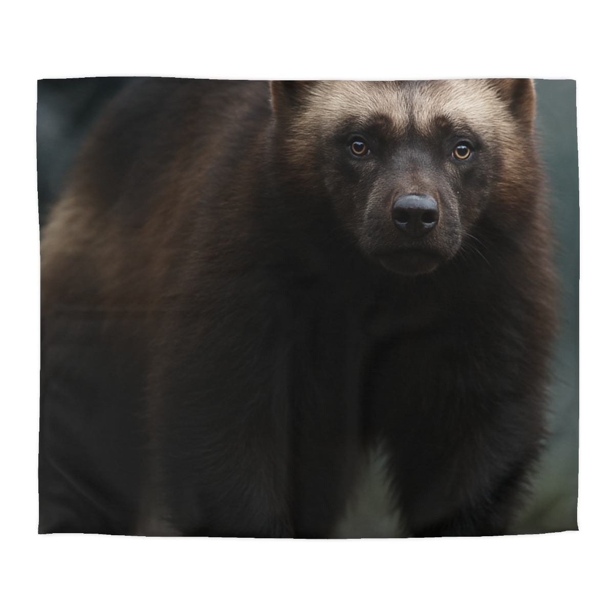 Velvet Shadow Wolverine designer printed duvets