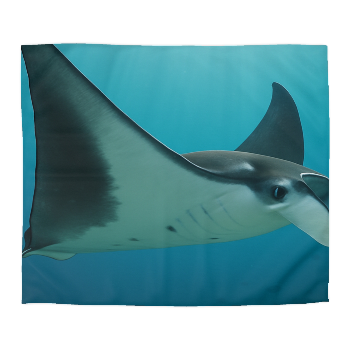 Tidal Wings Reef Manta Ray trendy bedroom duvets