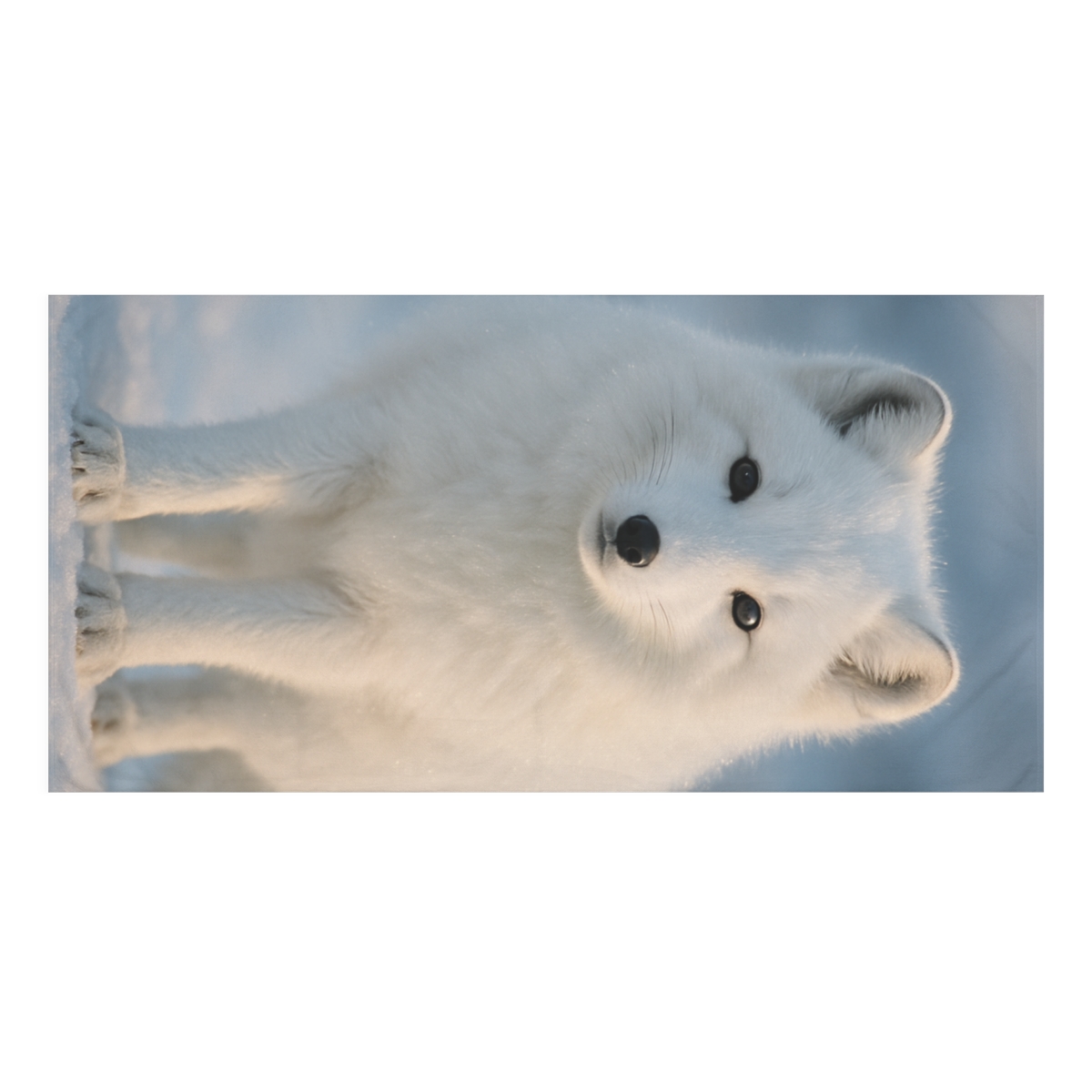 Frost Guard Arctic Fox soft cotton towels