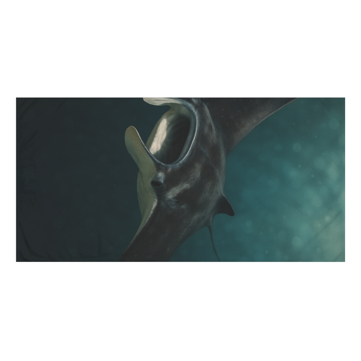 Starlit Current Manta Ray designer printed towels