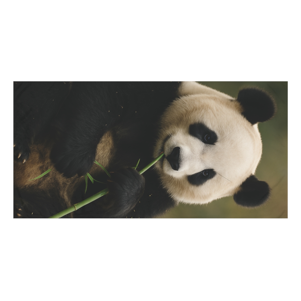 Bamboo Dreamer Giant Panda designer printed towels
