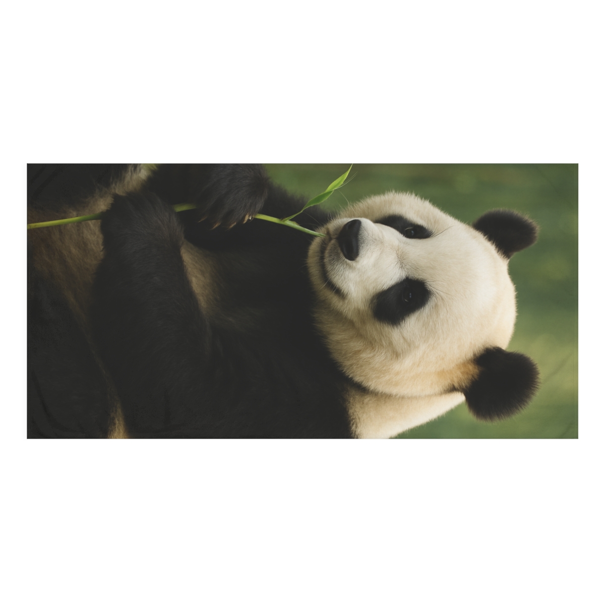 Bamboo Glow Giant Panda soft cotton towels