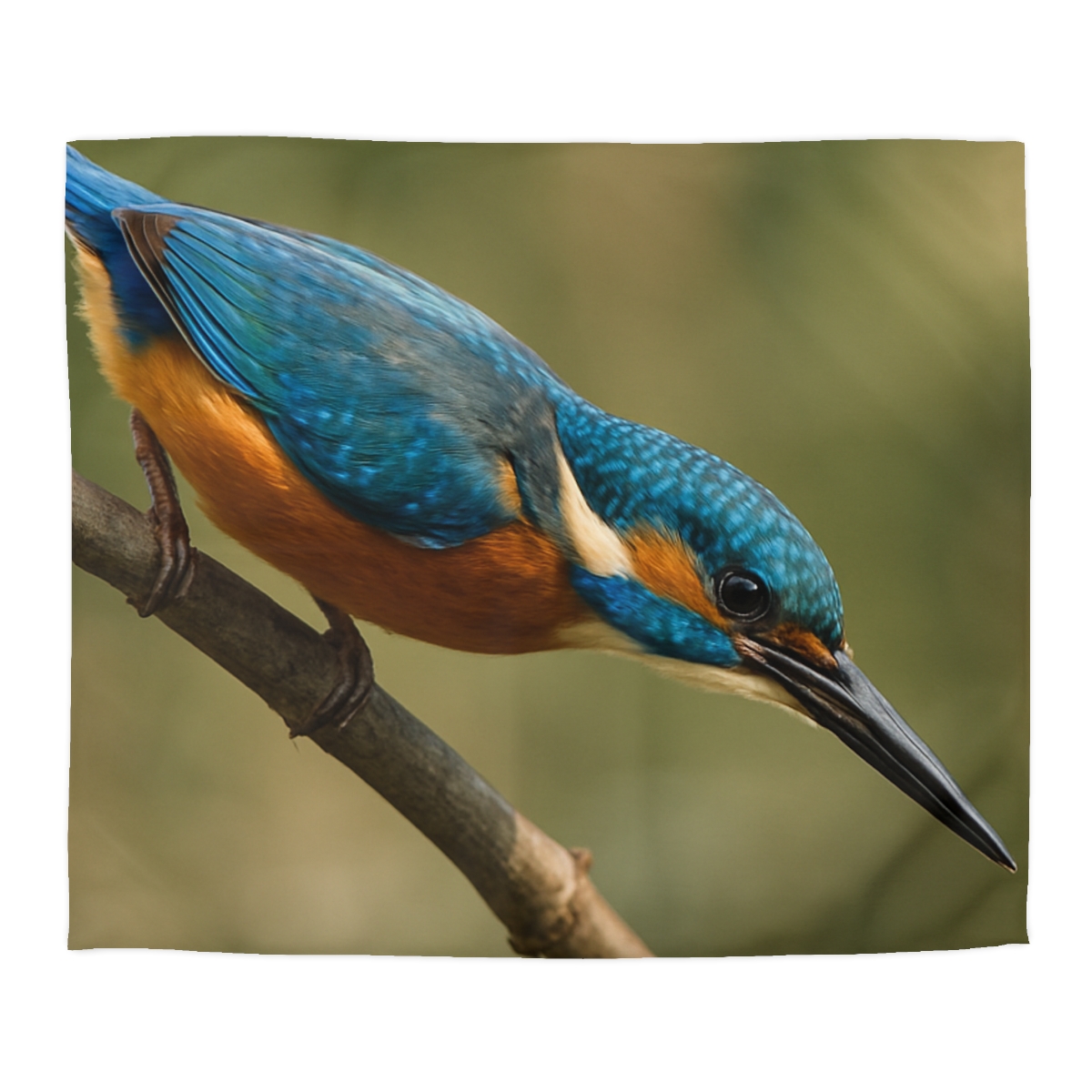 Kingfisher Sapphire Dive unique patterned duvets