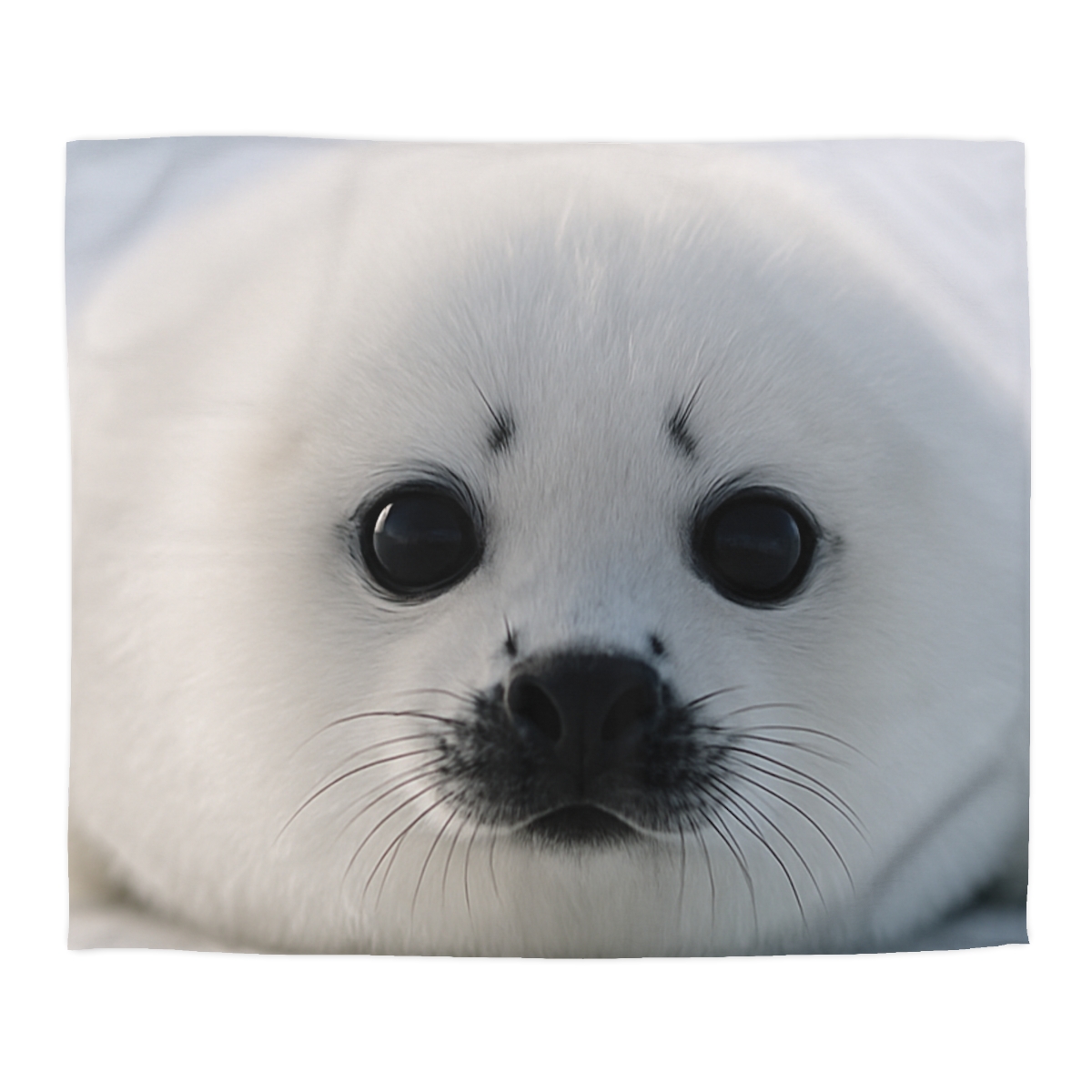 Snow Dream Harp Seal Pup unique patterned duvets