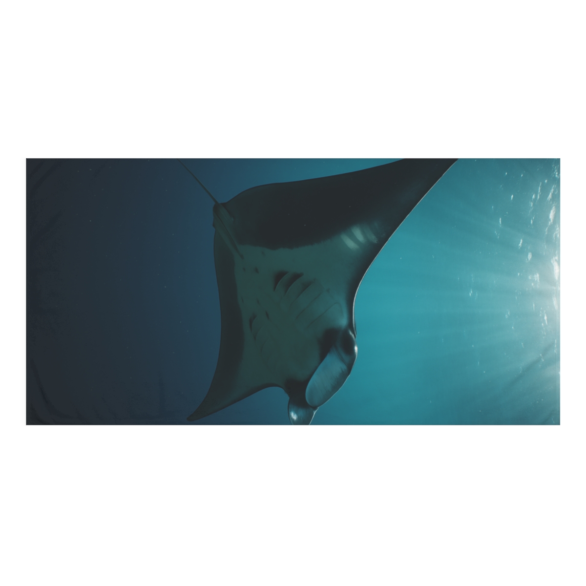 Blue Current Manta Ray designer printed towels