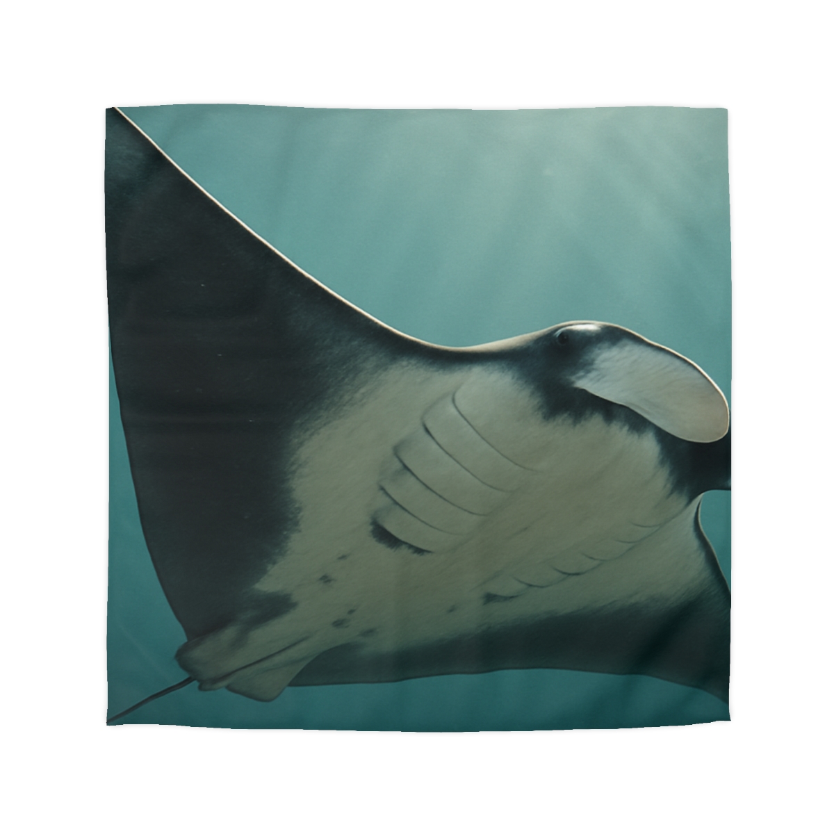 Silent Glide Giant Manta Ray custom duvets