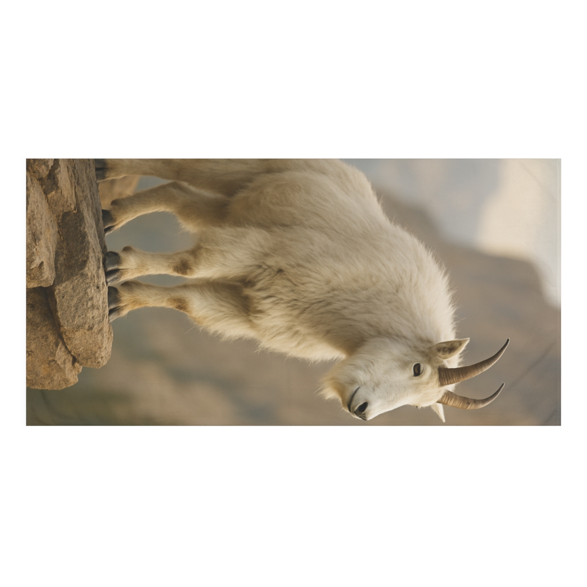 Canyon Edge Mountain Goat designer printed towels