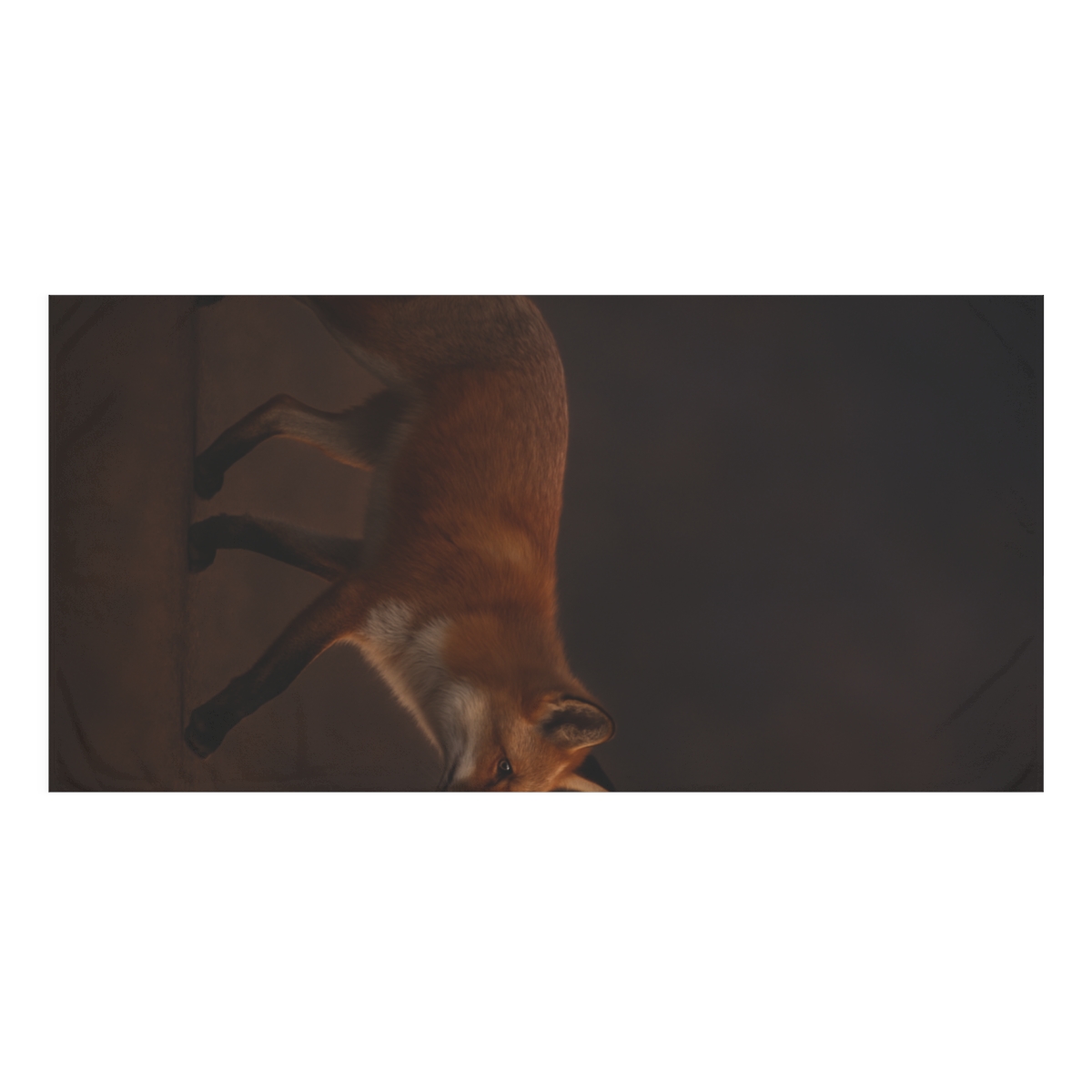 Dusky Stroll Red Fox soft cotton towels