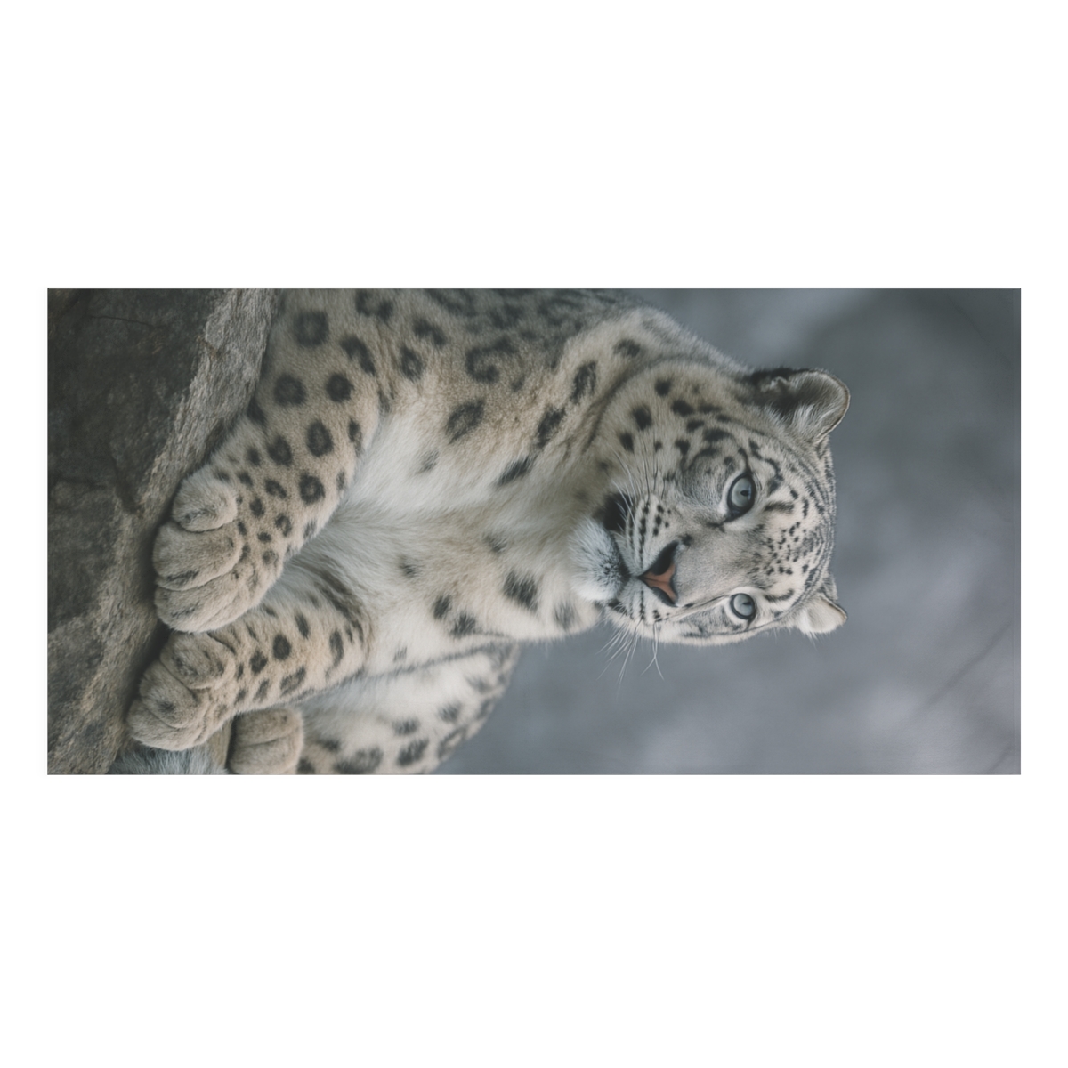 Nebula Gaze Snow Leopard stylish beach towels