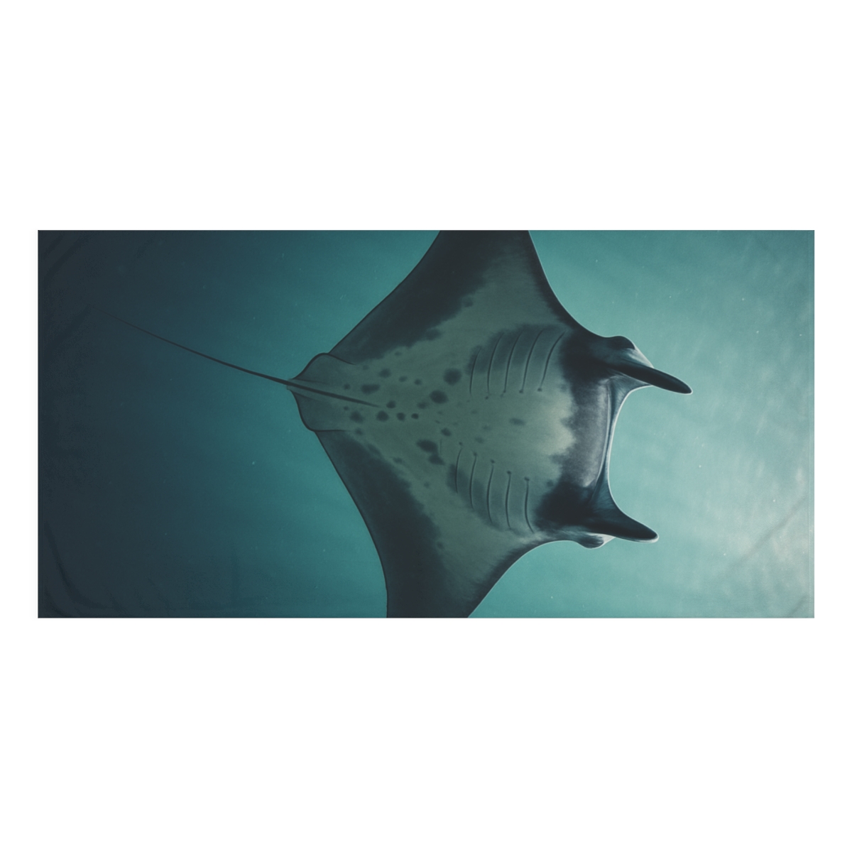 Celestial Glide Giant Manta Ray decorative home towelscustom towels