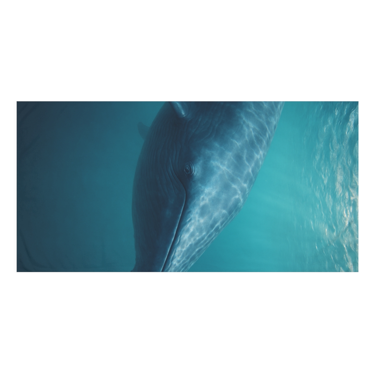 Cerulean Glider Blue Whale designer printed towels