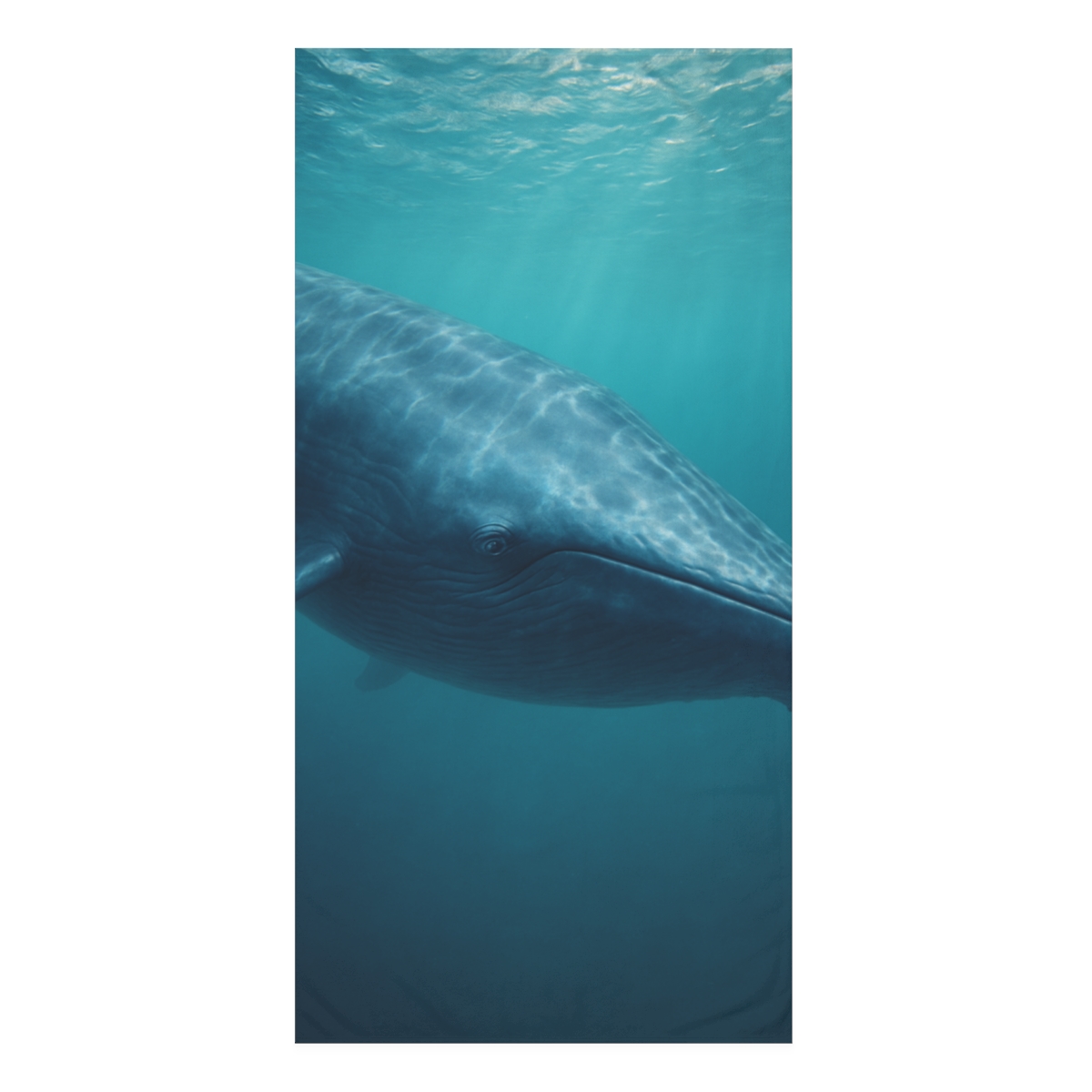 Cerulean Glider Blue Whale designer printed towels