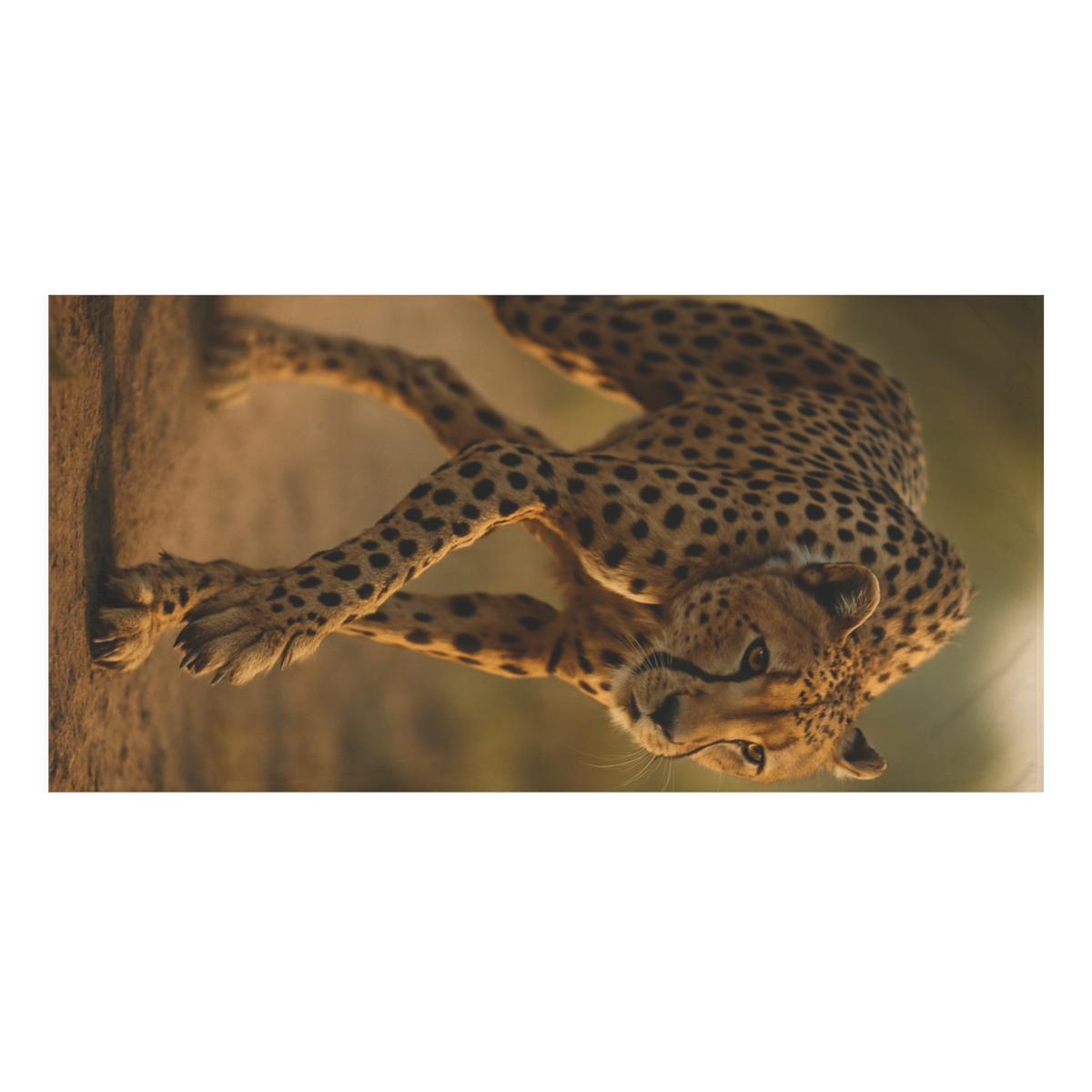 Cheetah Wind Runner soft cotton towels