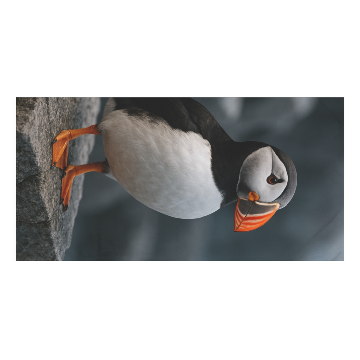 Cliff Breeze Atlantic Puffin soft cotton towels