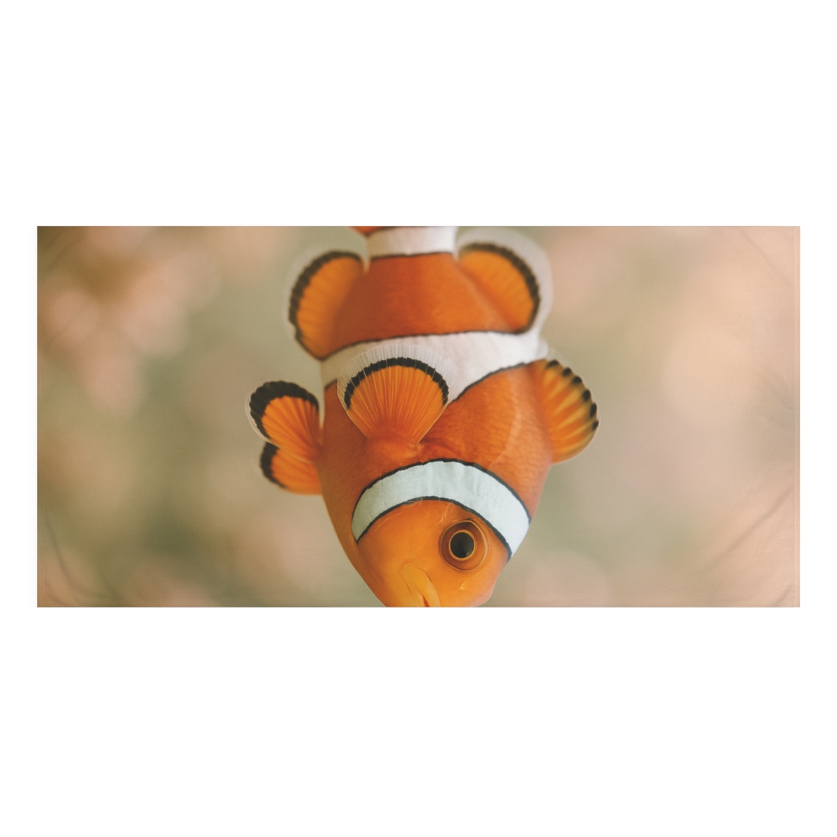 Coral Gleam Clownfish trendy hand towels
