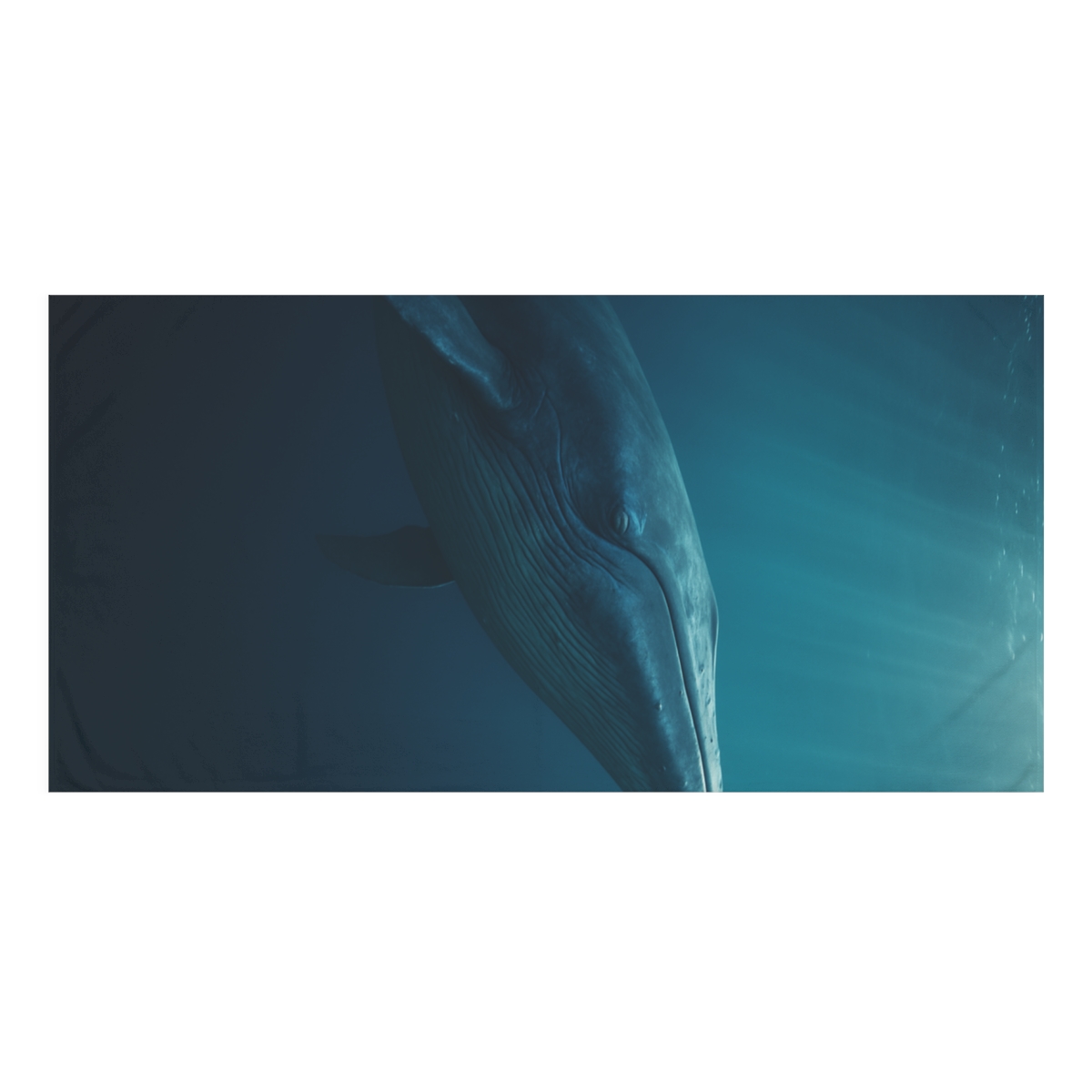 Coral Song Blue Whale stylish beach towels