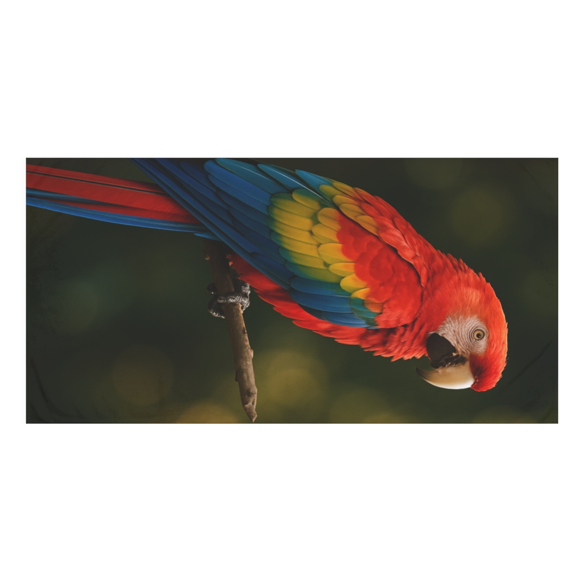 Cosmic Plumage Scarlet Macaw comfortable face towels