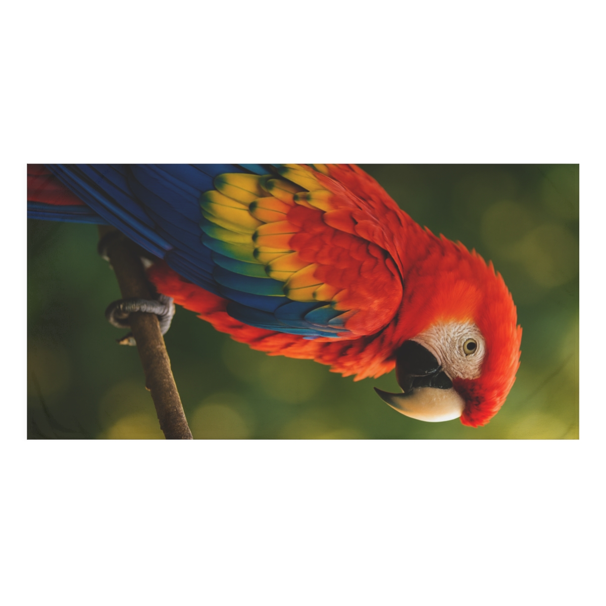 Crimson Crowned Scarlet Macaw comfortable face towels