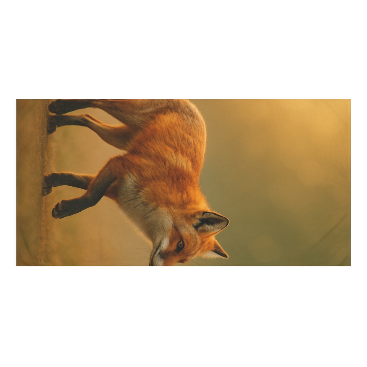 Crimson Gleam Red Fox custom towels