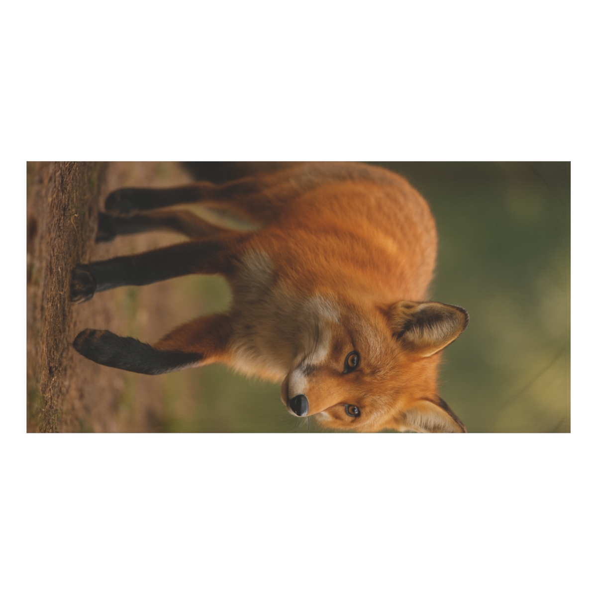 Crimson Stalker Red Fox designer printed towels