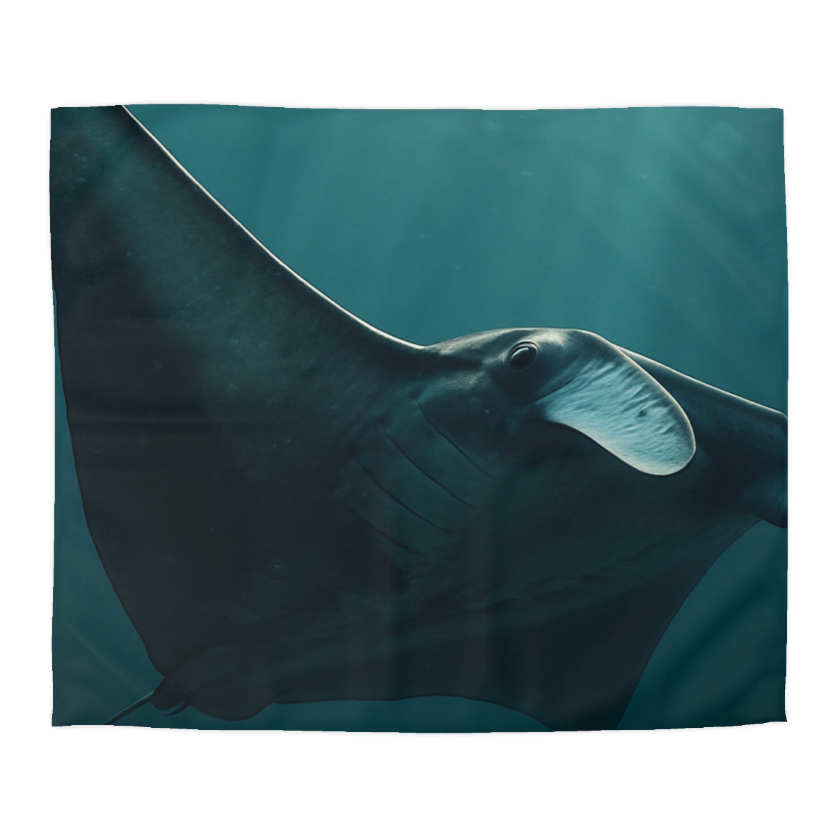 Glasswing Glide Manta Ray duvets for gifts