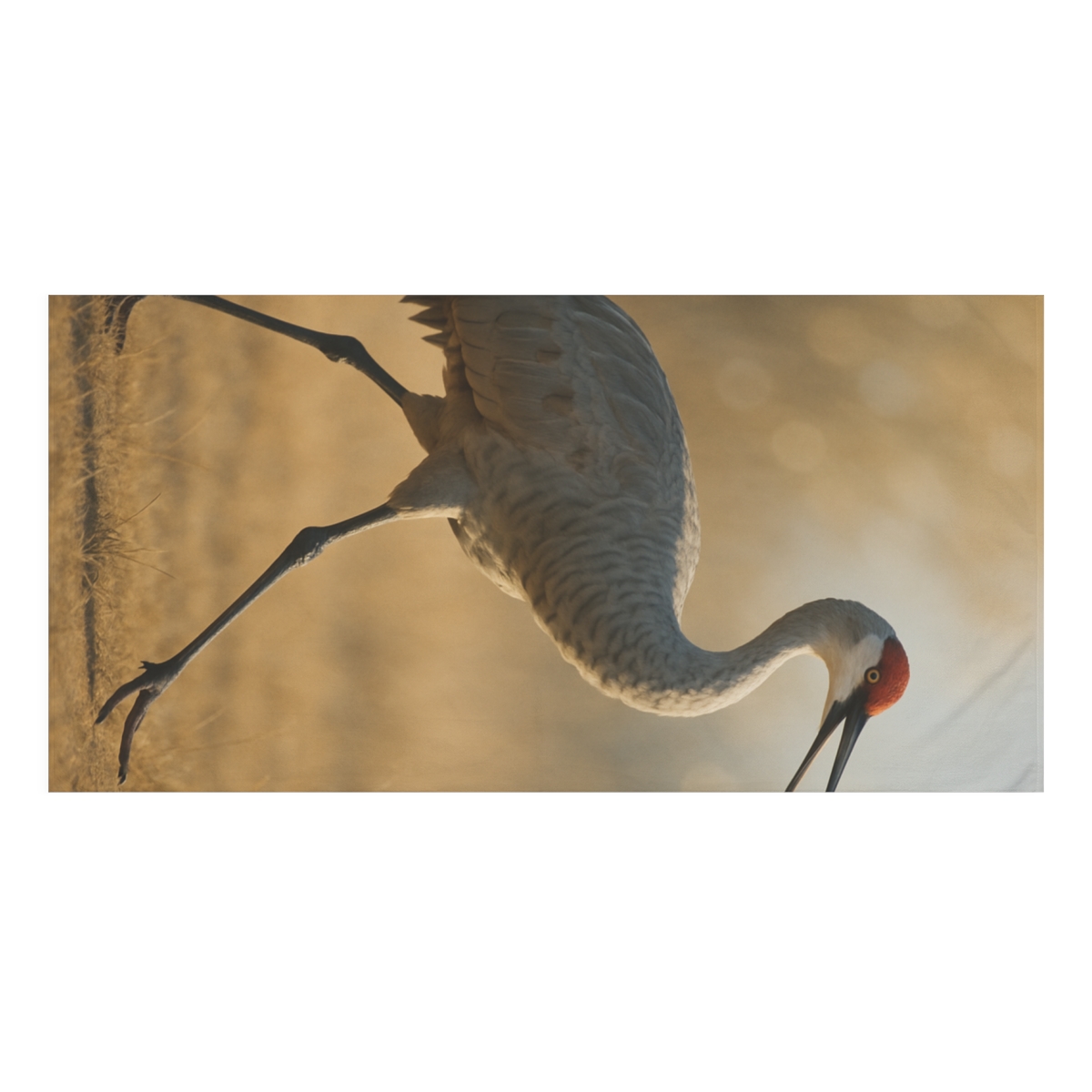 Dawn Call Sandhill Crane personalized bath towels