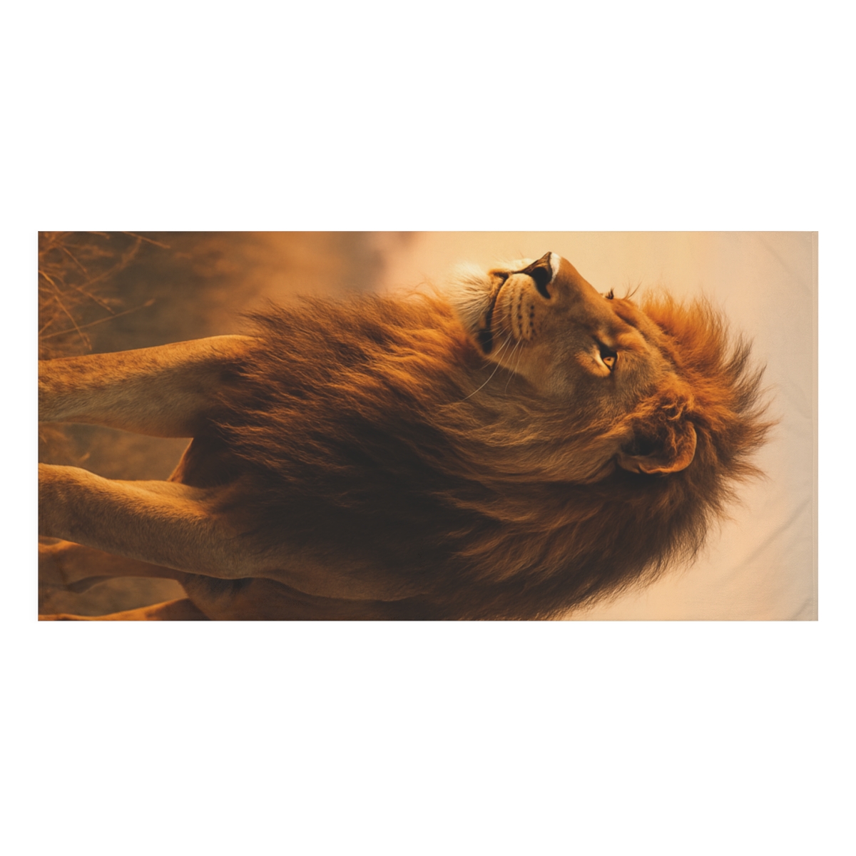 Dawn Sentinel African Lion unique gift towels