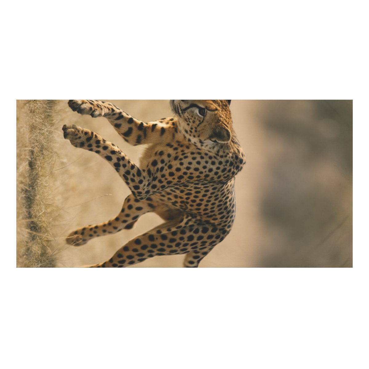 Dawn Sprint Cheetah personalized bath towels