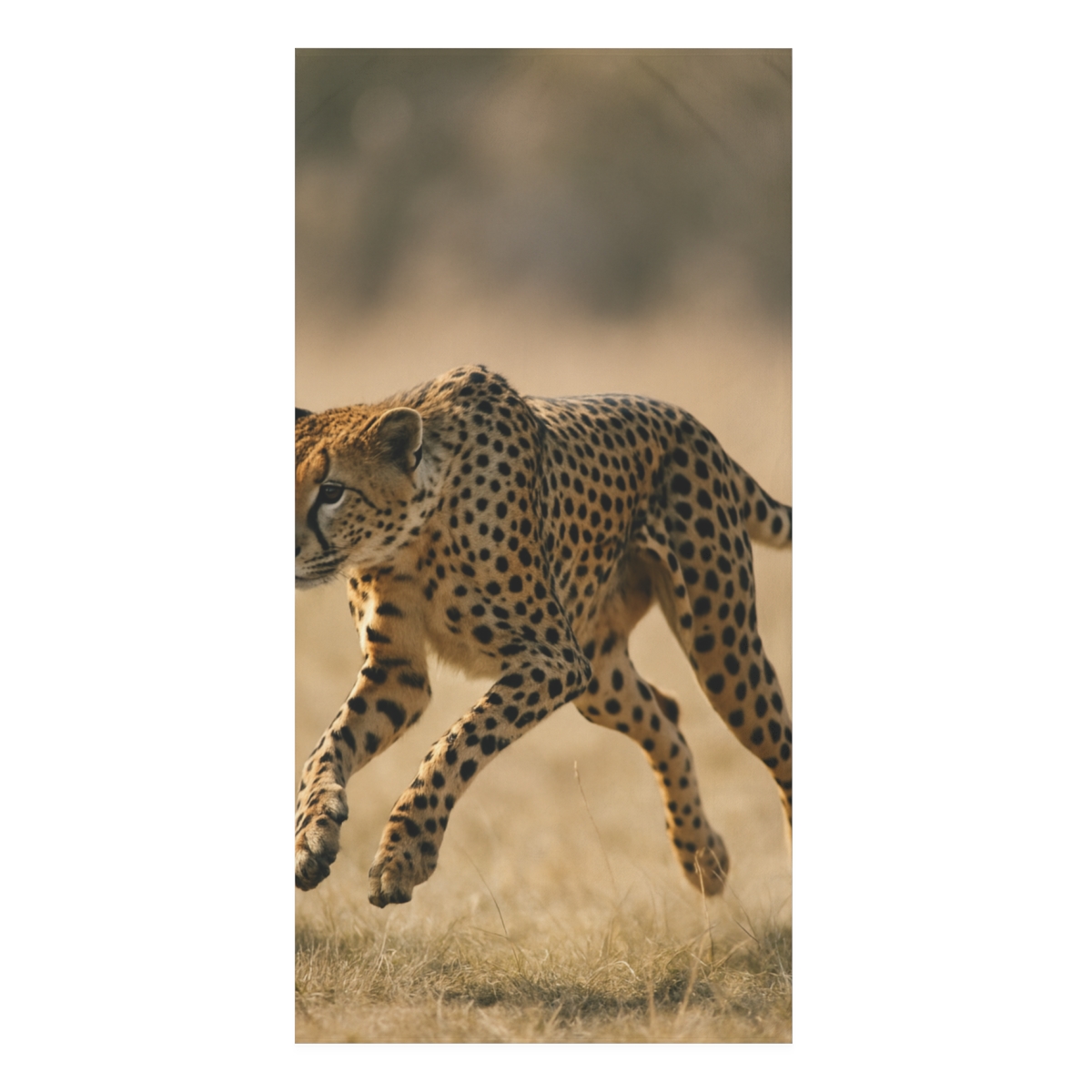 Dawn Sprint Cheetah personalized bath towels
