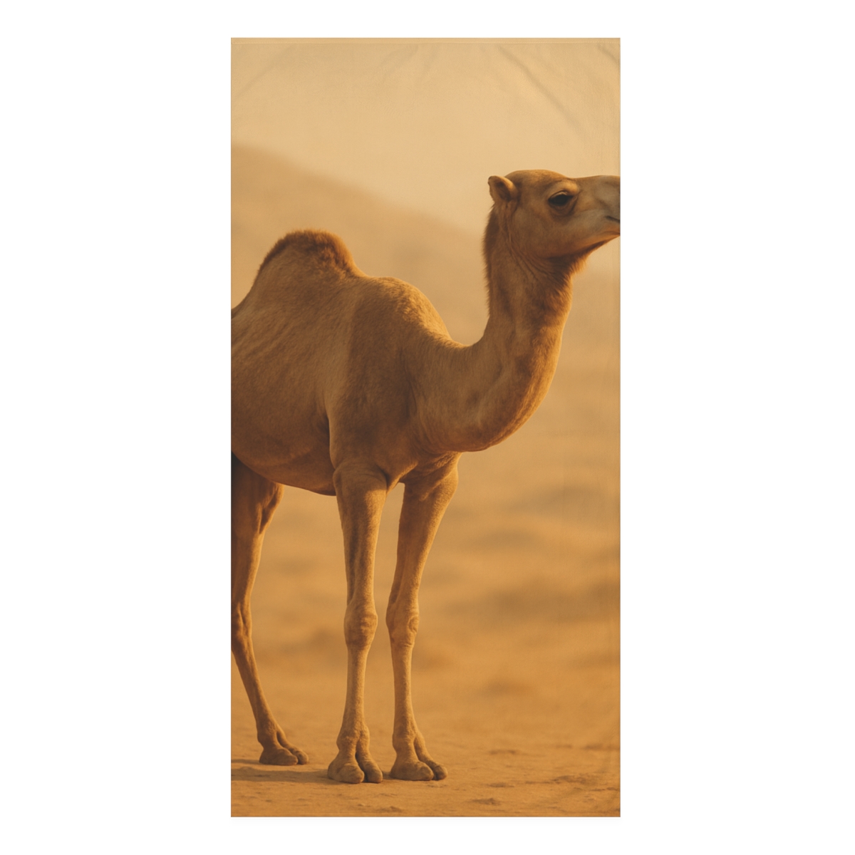 Desert Wanderer Camel stylish beach towels