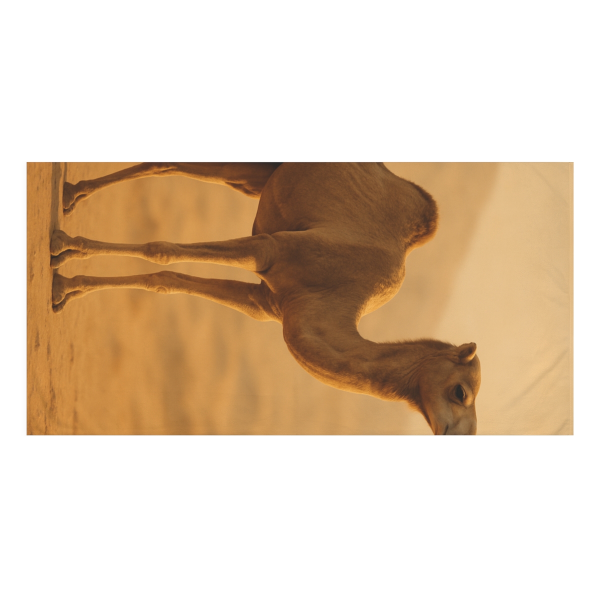 Desert Wanderer Camel stylish beach towels