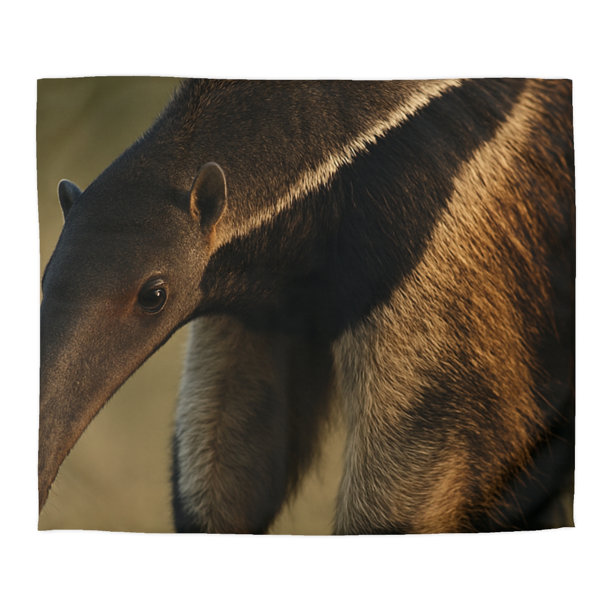 Ember Gaze Giant Anteater warm winter duvets