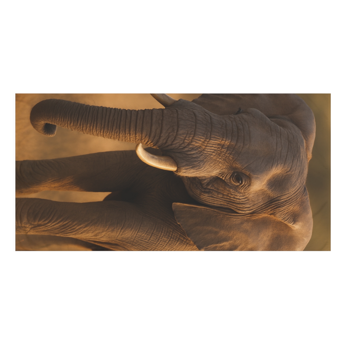 Dusk Sentinel Elephant designer printed towels