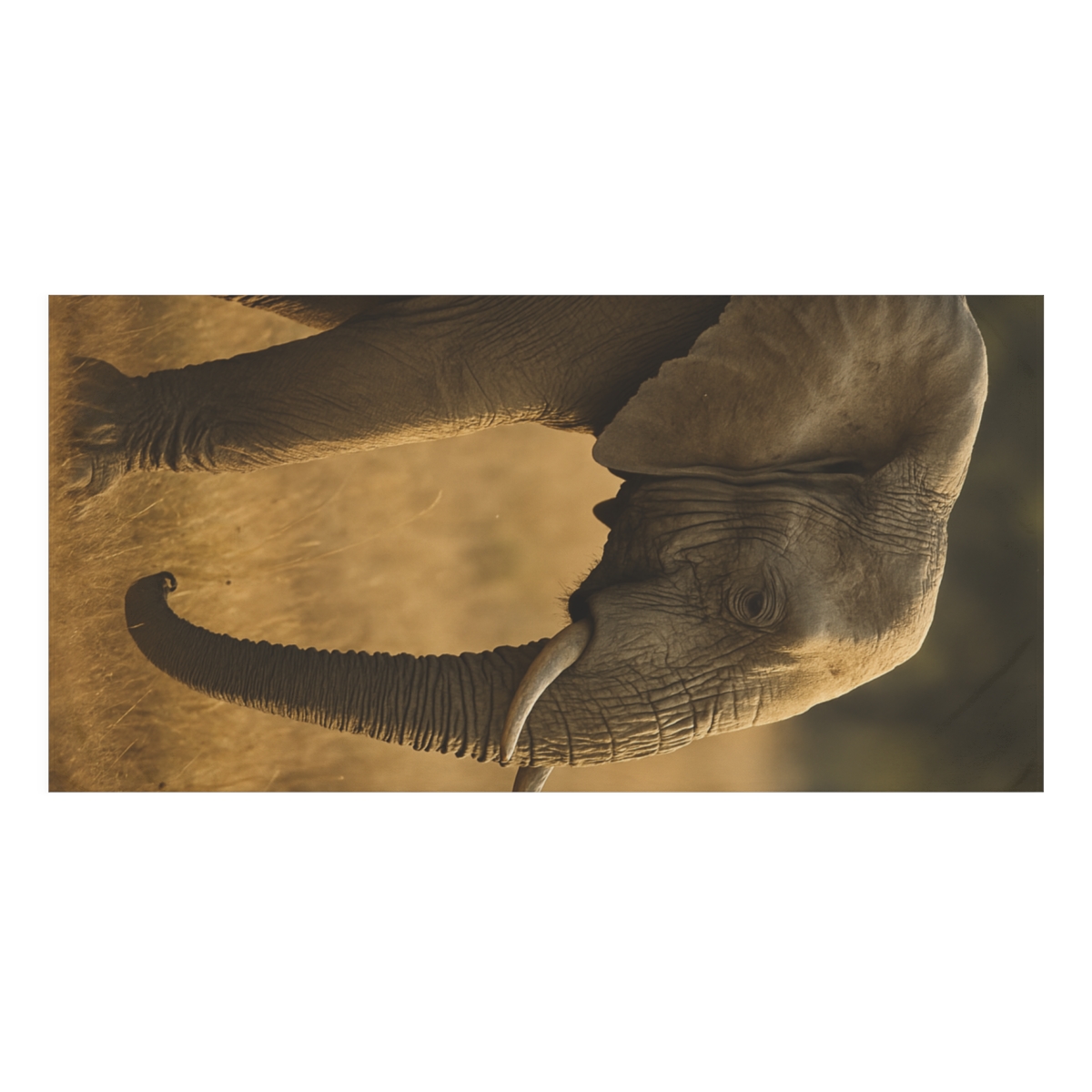 Dusk Sentinel Elephant trendy hand towels