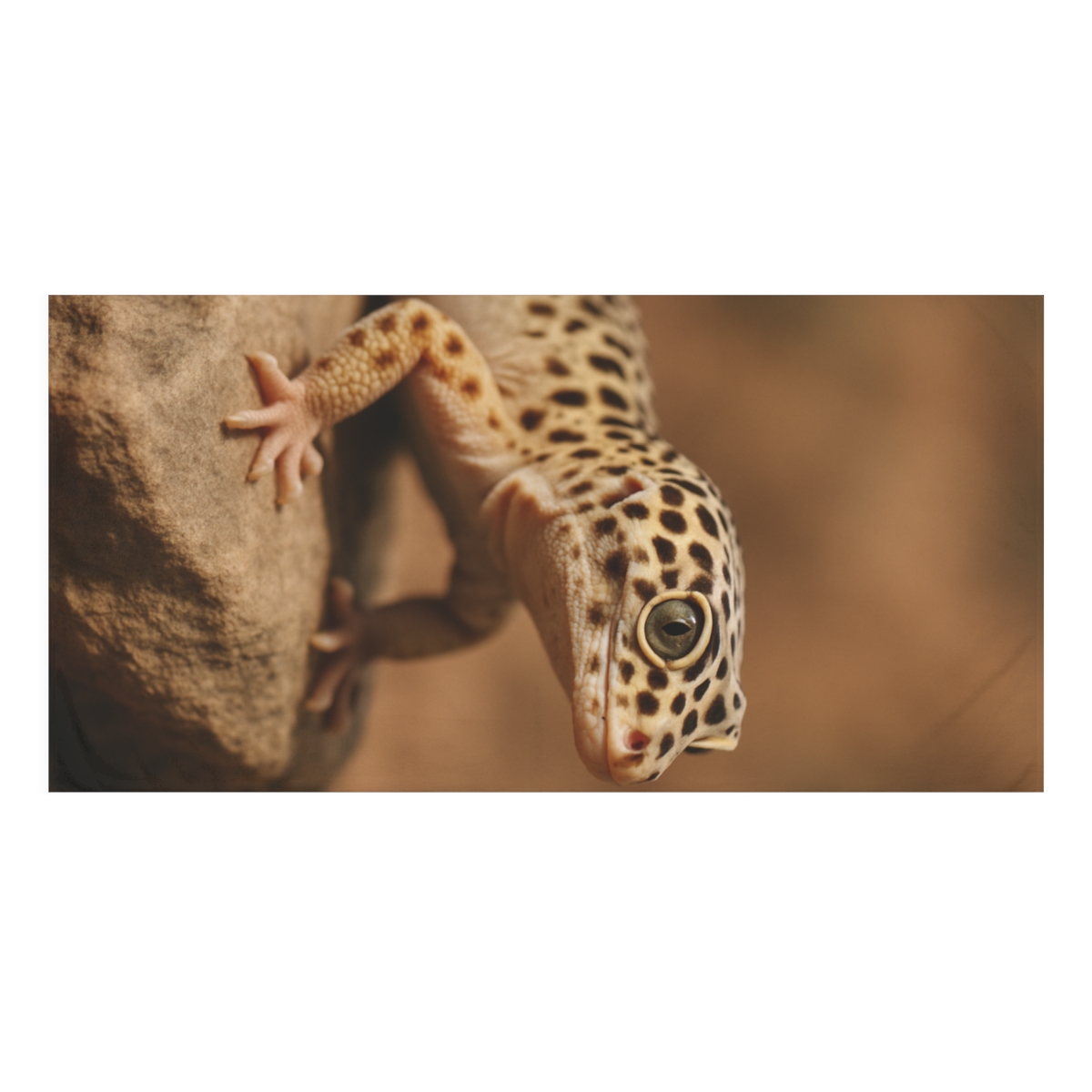 Dusky Majesty Leopard Gecko trendy hand towels