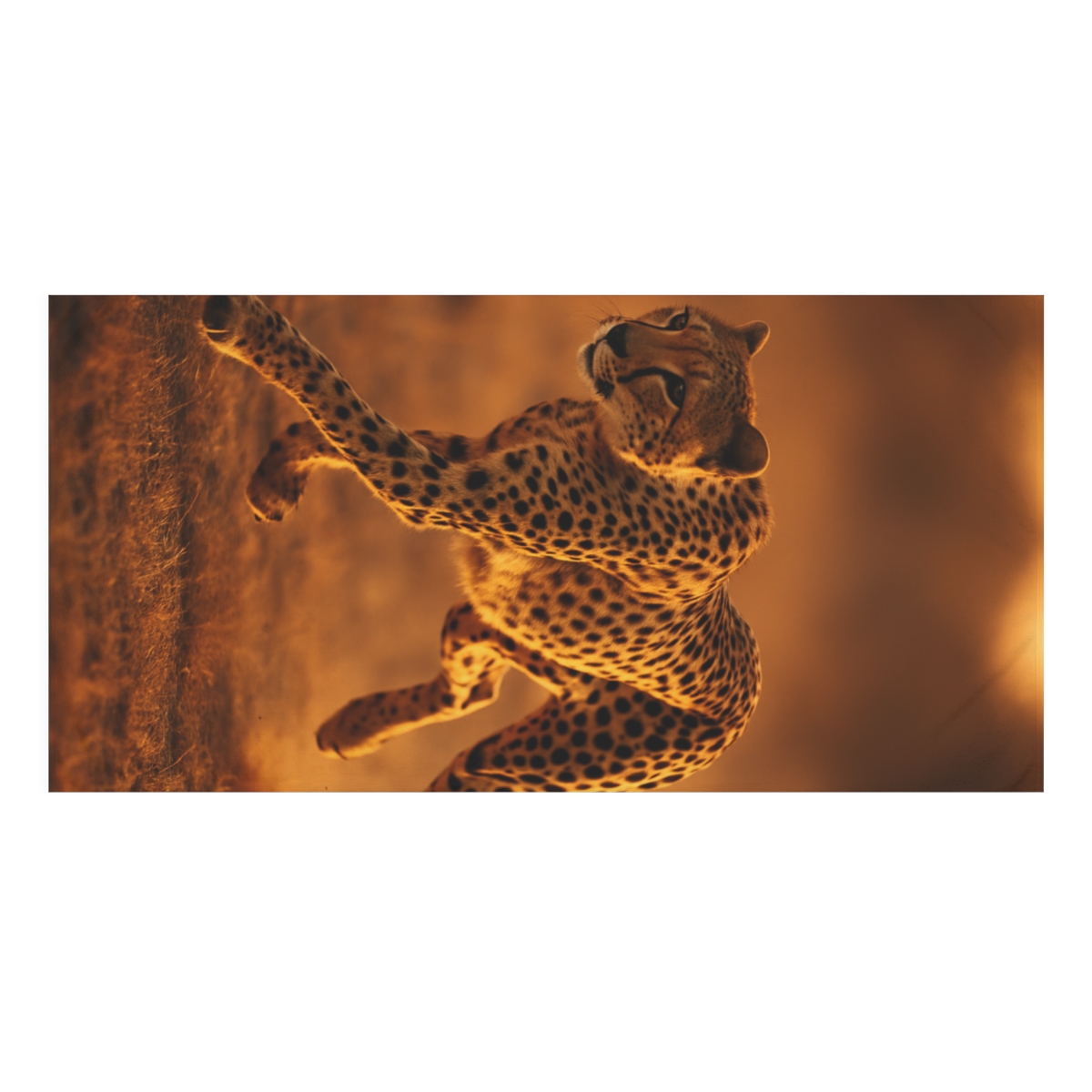 Dusky Prowler Cheetah designer printed towels